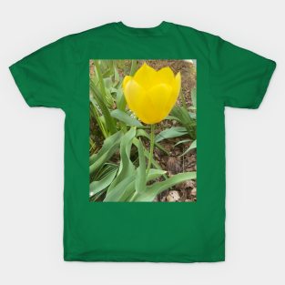 Yellow Tulip T-Shirt